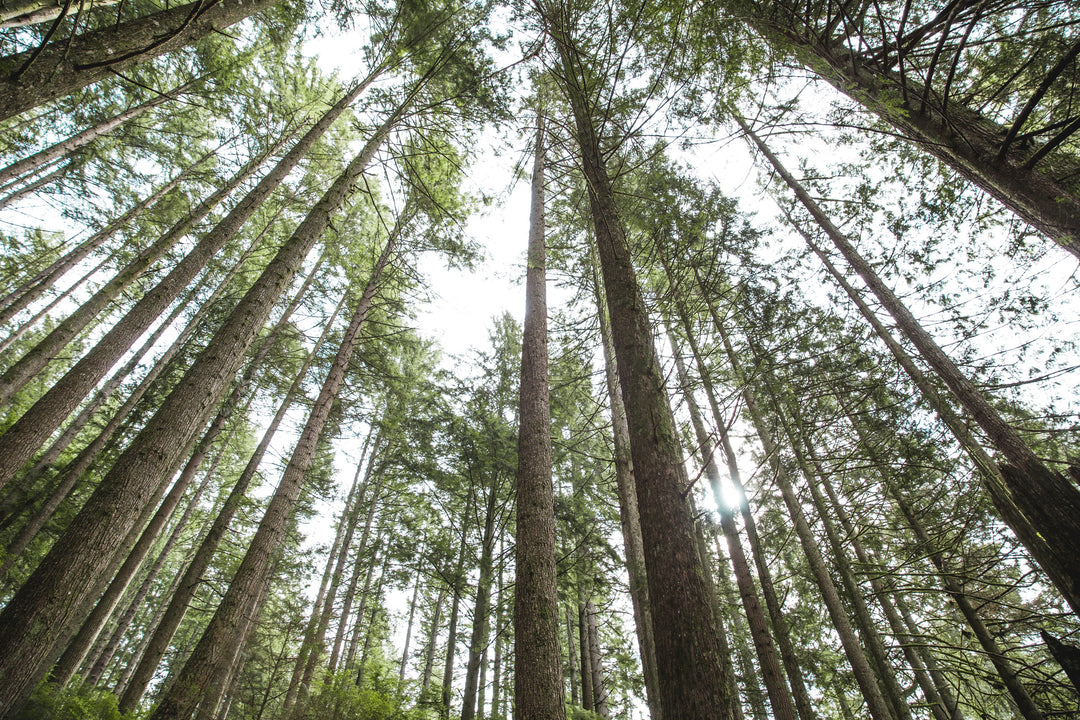 FSC Timber Benefits for Furniture That Lasts